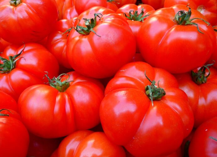 Warum Tomaten nicht rot werden